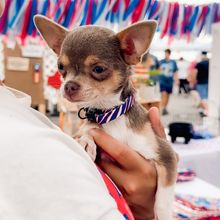 Load image into Gallery viewer, Buffalo Cat (or tiny dog!) Collar