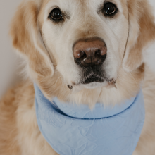 Load image into Gallery viewer, Blue Hibiscus Wedding Bandana