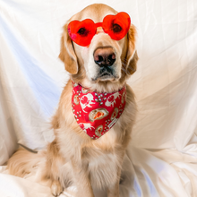 Load image into Gallery viewer, Polish Pup