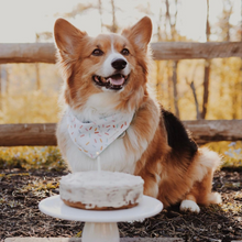 Load image into Gallery viewer, Party Time