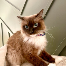 Load image into Gallery viewer, Buffalo Cat (or tiny dog!) Collar