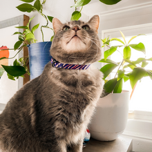 Load image into Gallery viewer, Buffalo Cat (or tiny dog!) Collar