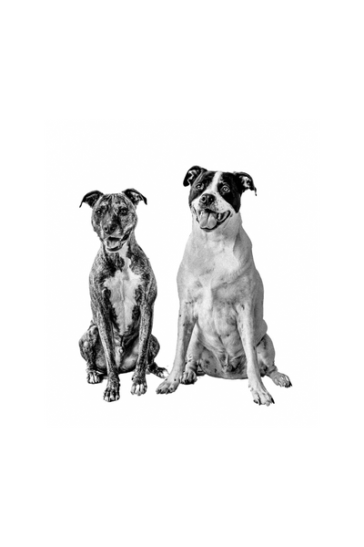 Vintage Style Pet Portrait