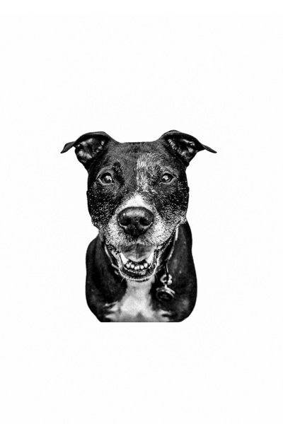 Vintage Style Pet Portrait