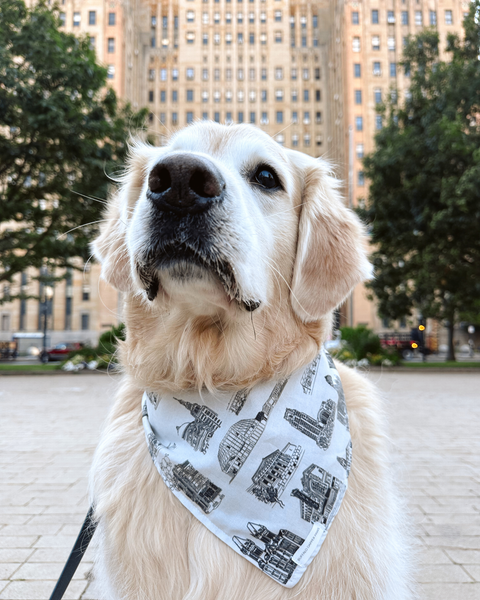 The Roaming Buffalo Art x Buffalo Dapper Paws | Buffalo Buildings Bandana