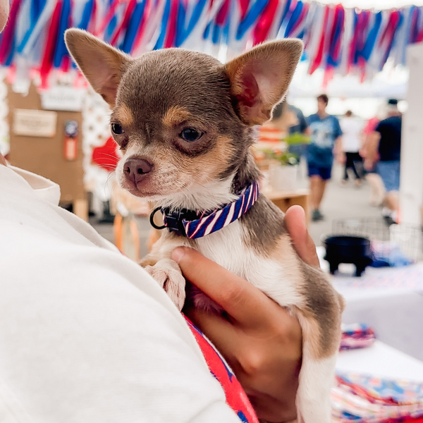 Buffalo bills cat sales collar